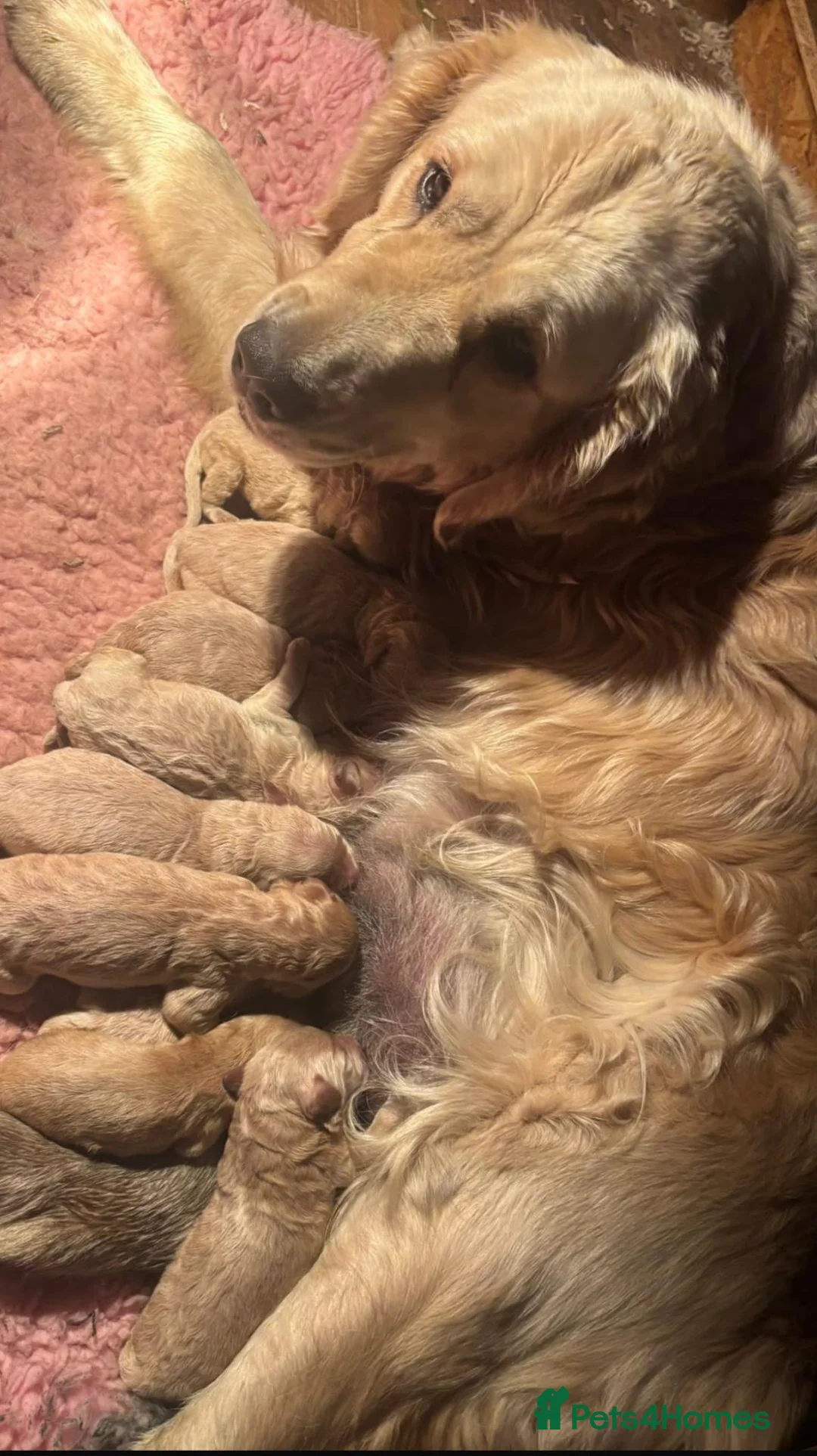 Mini Goldendoodle dogs for sale: Miniature Goldendoodle puppoes! - Advert 2