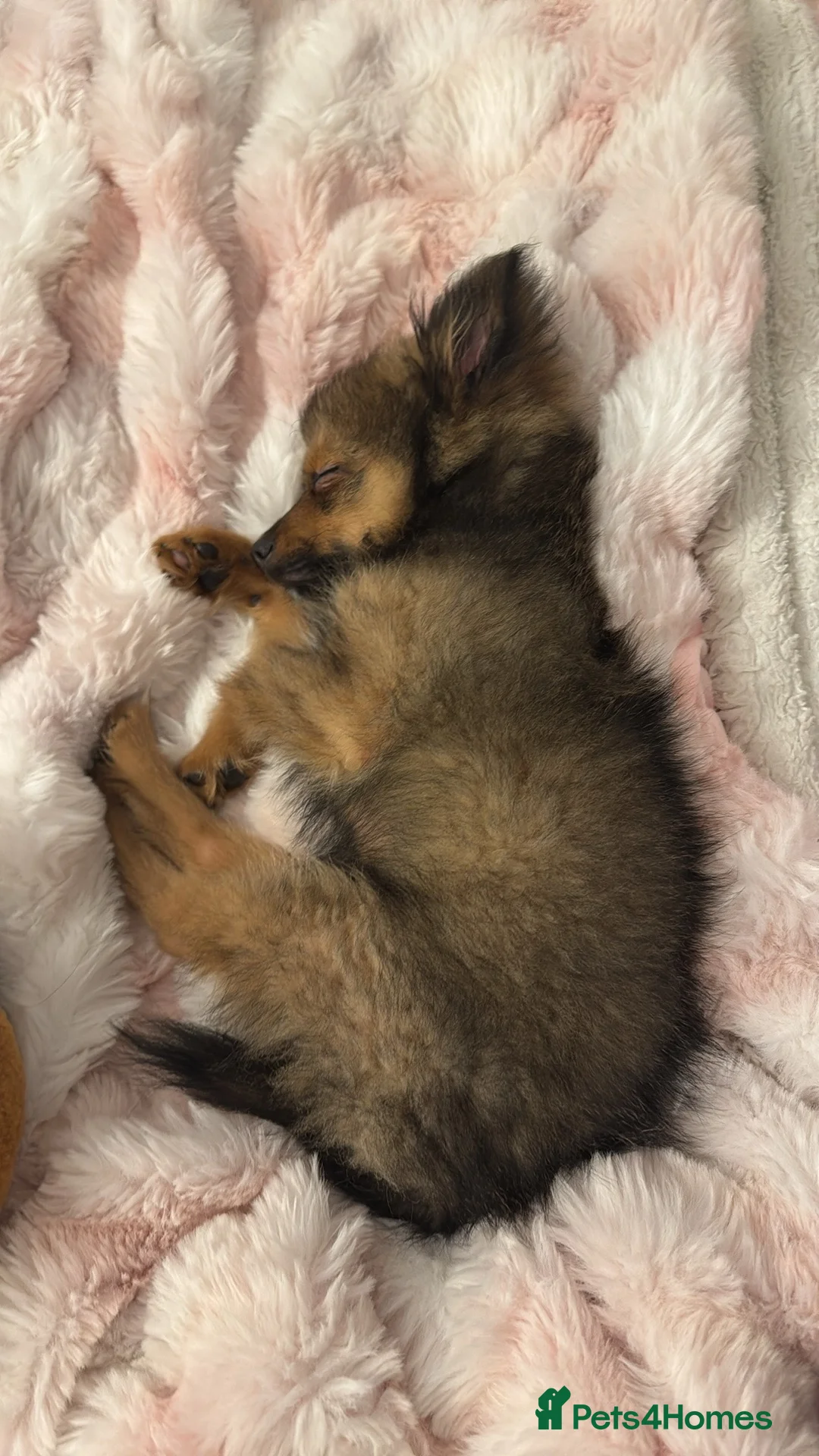 Pomeranian dogs for sale: Brindle Pomeranian  - Advert 5