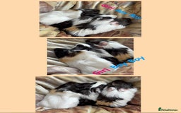 Guinea Pig rodents for sale: LONG HAIRED GUINEA PIGS 2 Boys 1 Girl - Image 2