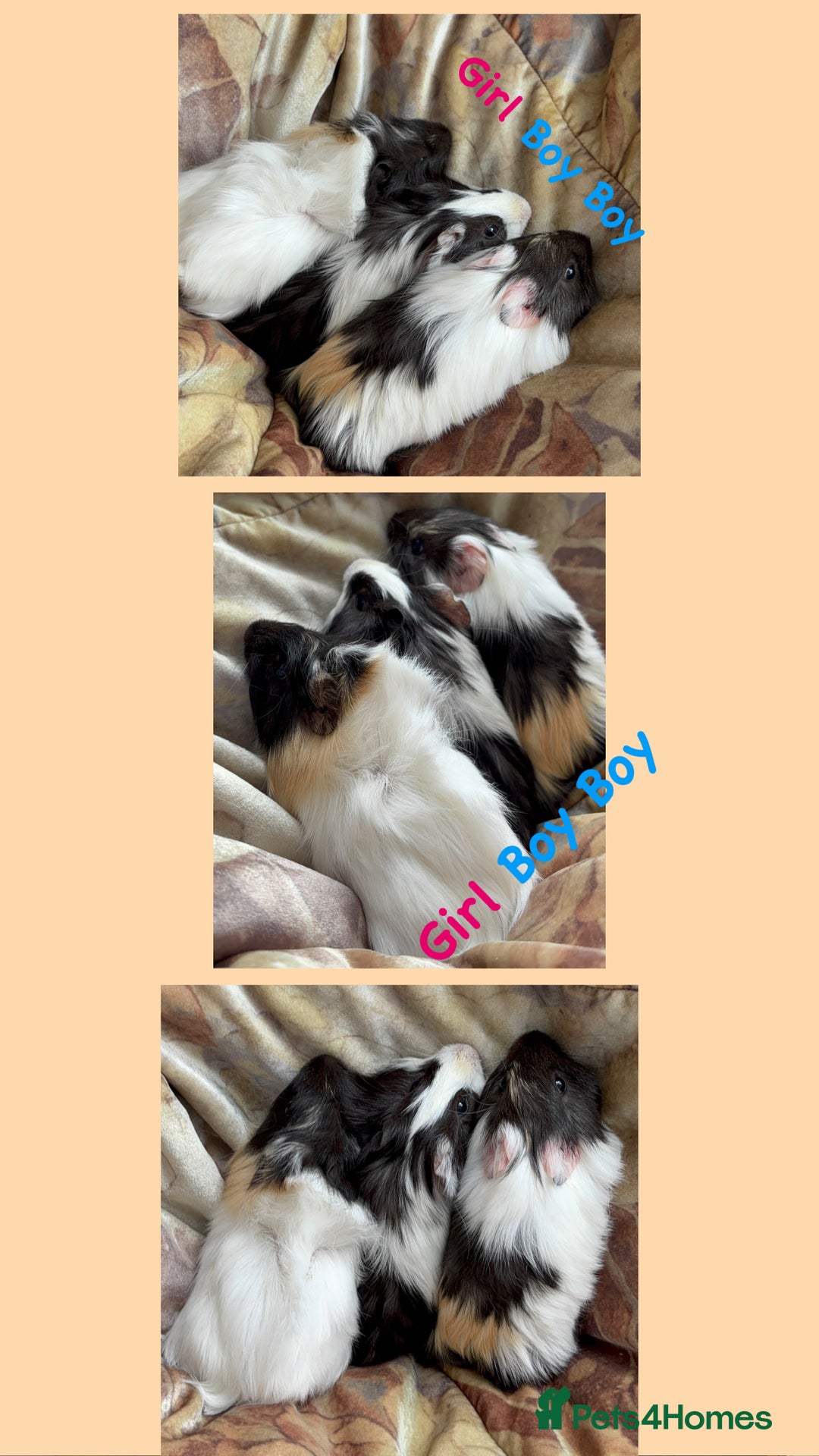 Guinea Pig rodents for sale: LONG HAIRED GUINEA PIGS 2 Boys 1 Girl - Image 2
