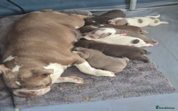 English Bulldog dogs for sale: Bulldog puppies - Image 18