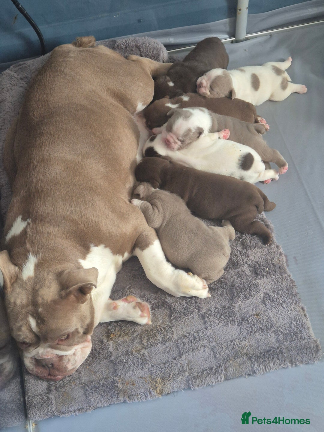 English Bulldog dogs for sale: Bulldog puppies - Image 18