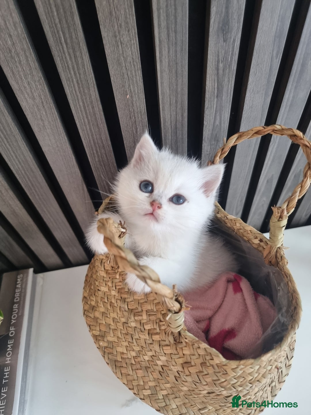 British Shorthair cats for sale: GCCF Chunky Silver tipped health tested parents - Image 9