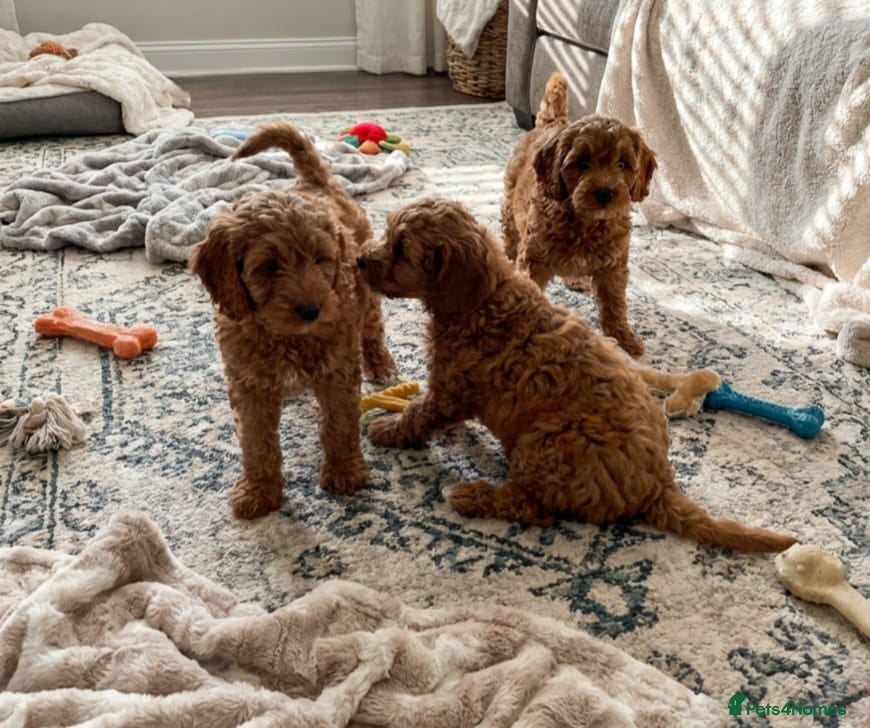 Cockapoo dogs Cockapoo puppies  - Advert 1