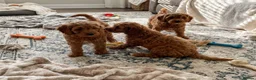 Cockapoo dogs for sale: Cockapoo puppies  in Glasgow - Advert 1