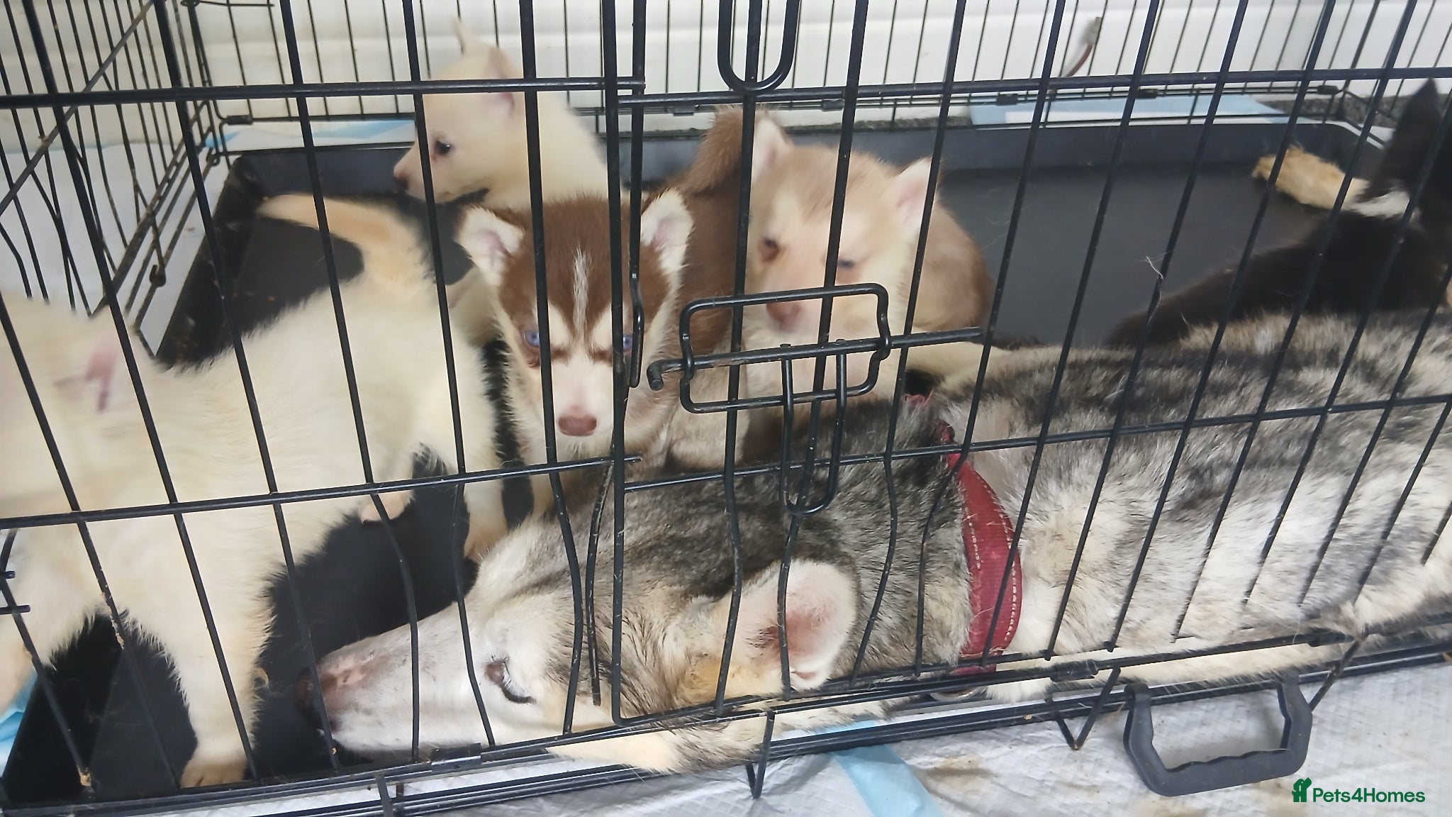 Siberian Husky dogs 2 LEFT REDUCED Stunning Siberian Husky Puppies - Advert 2