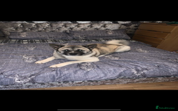 Akita dogs for sale: Skye. 7 years  - Image 2
