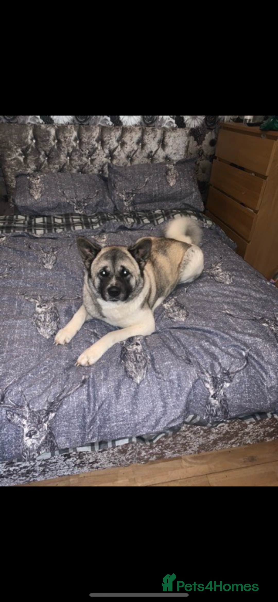 Akita dogs for sale: Skye. 7 years  - Image 2