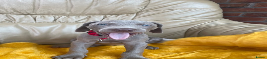 Weimaraner Puppy 2