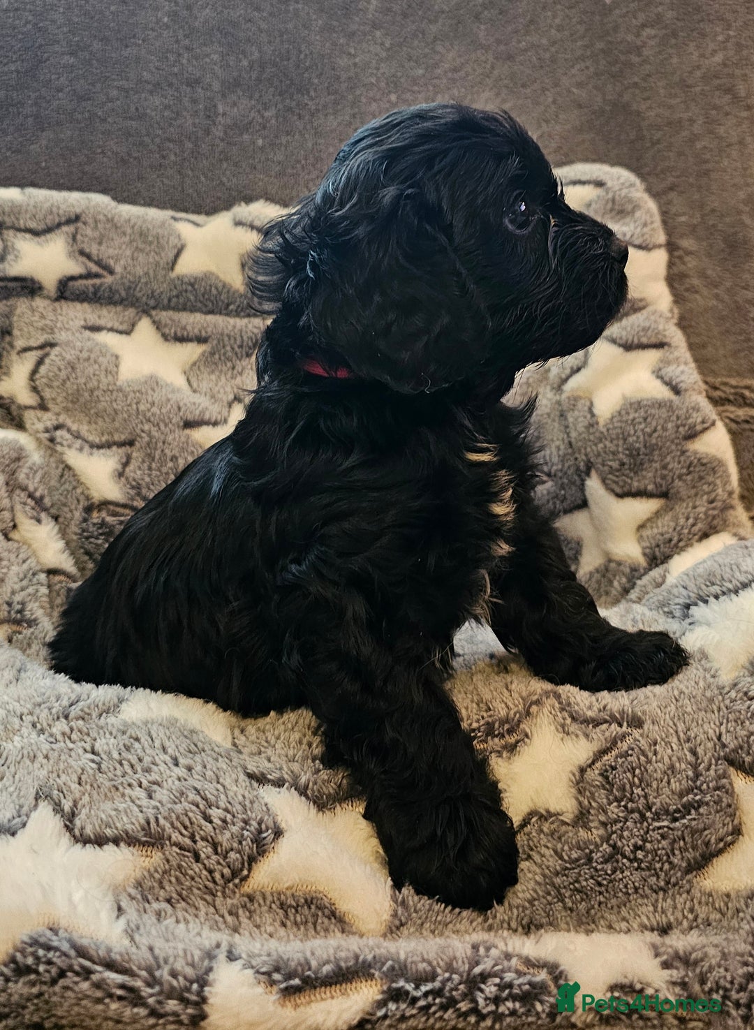 Cavapoo dogs for sale: 🐾 Gorgeous Health Tested F1 Cavapoo Puppies 🐶🐾 - Image 9