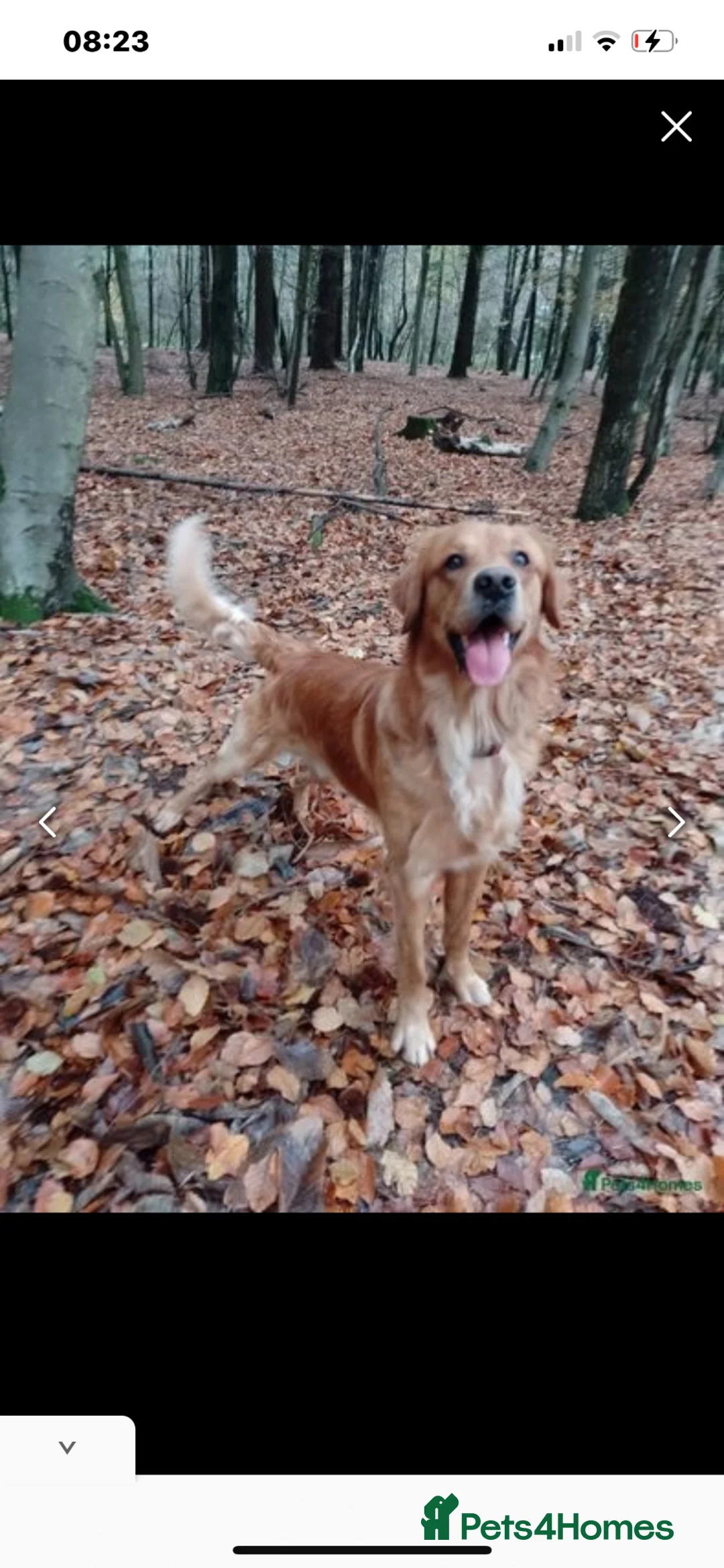 Golden Retriever dogs for sale: Beautiful golden retriever puppies - Advert 3