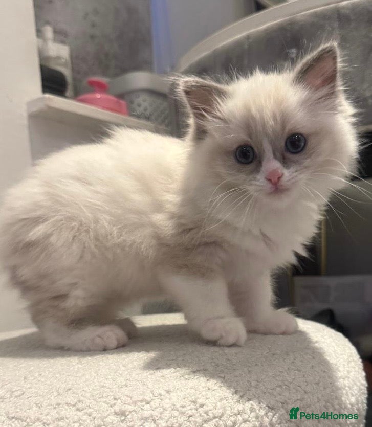 Ragdoll cats Female Ragdoll kitten for sale - Advert 1