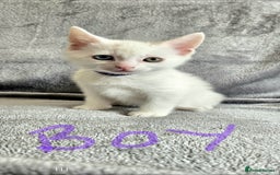 Mixed Breed cats for sale: Scottish straight cross kittens - Image 7