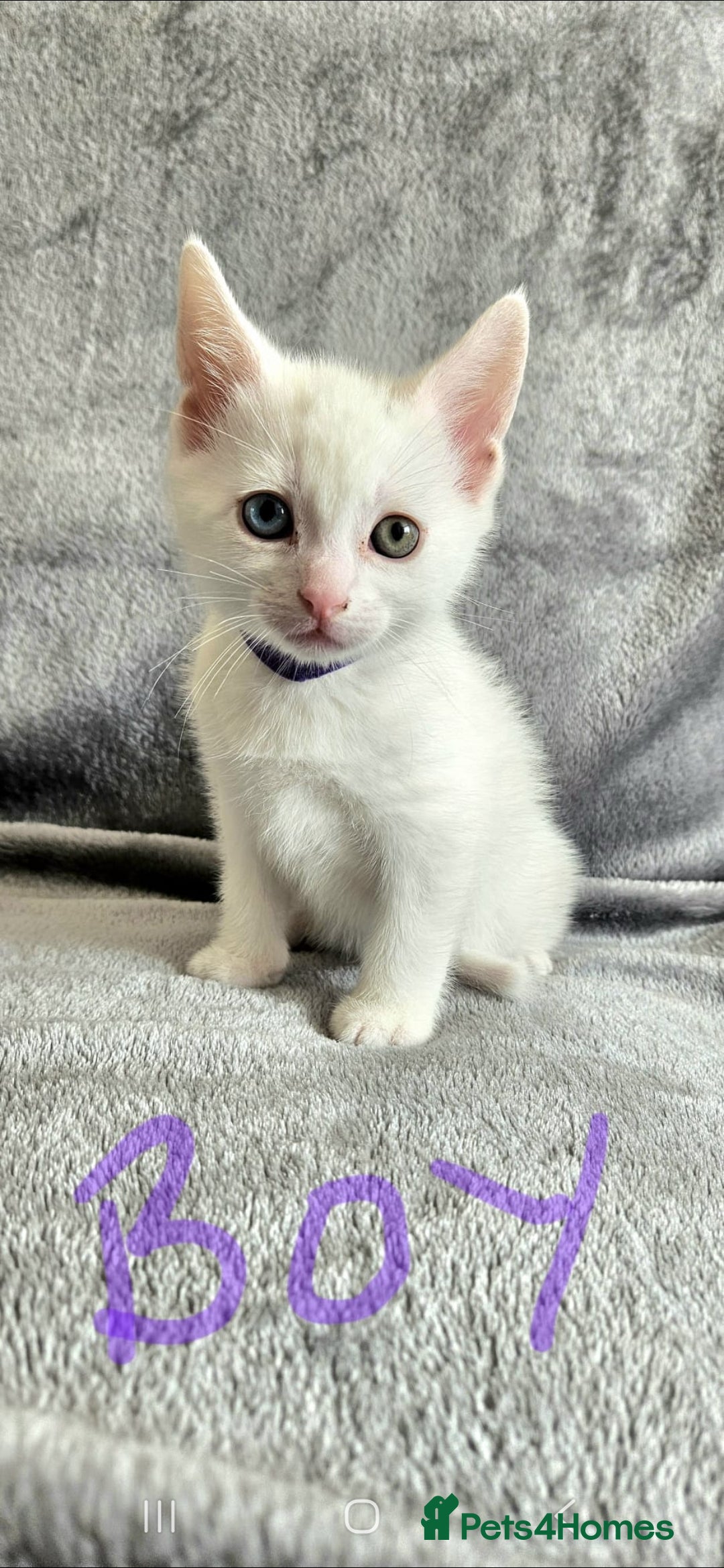 Mixed Breed cats for sale: Scottish straight cross kittens - Image 7