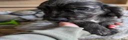 Cocker Spaniel dogs for sale: Working Type Cocker Spaniels - Advert 5