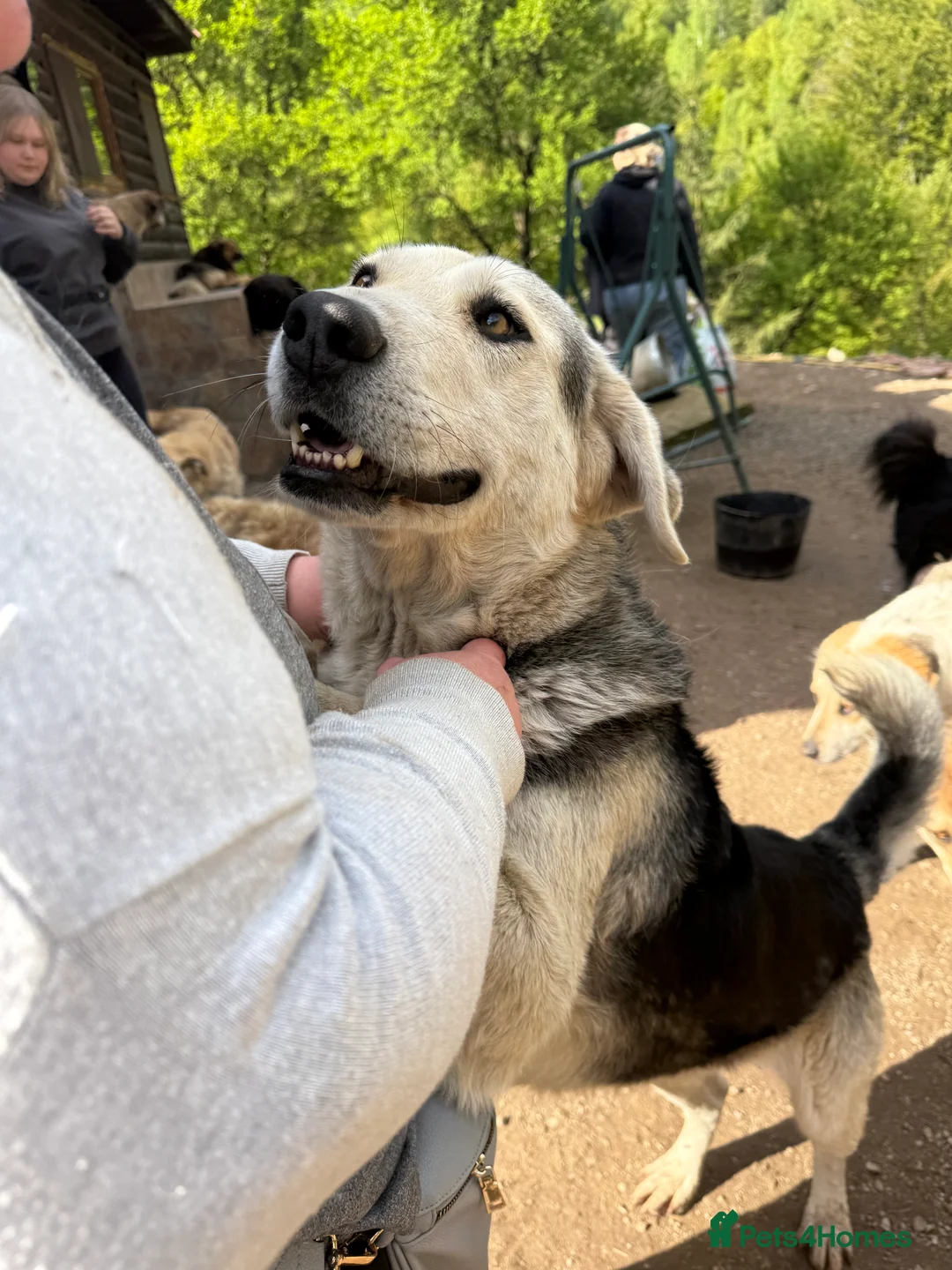 Mixed Breed dogs for adoption: Gruia 💙 - Advert 6