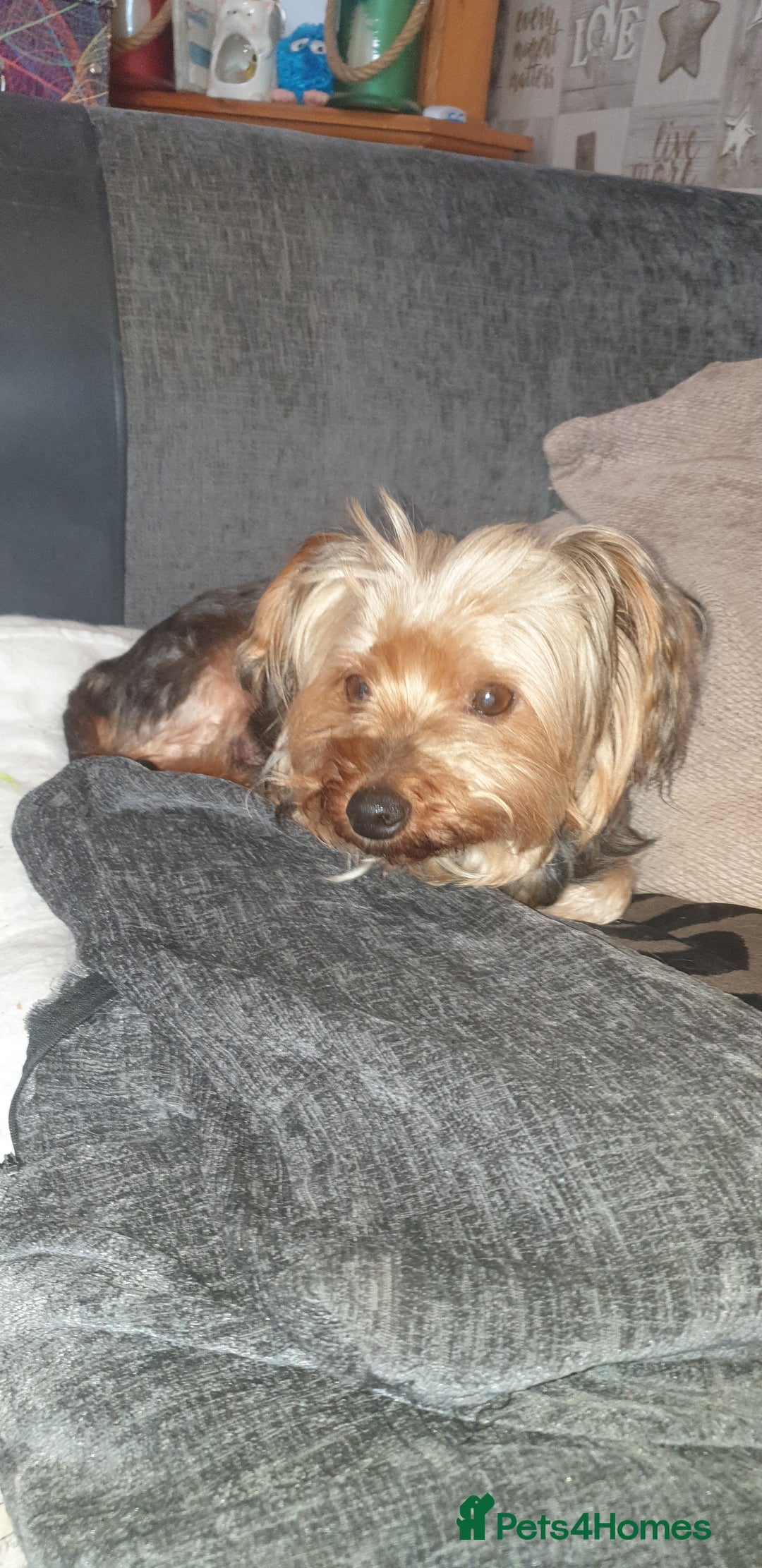 Mixed Breed dogs for sale: Chorkie pups - Advert 2