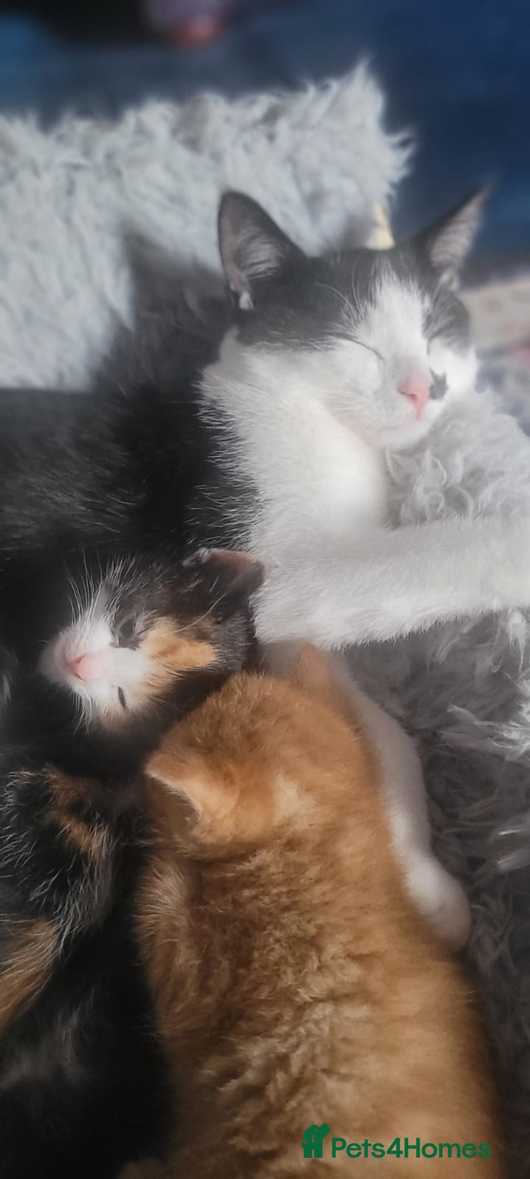 Mixed Breed cats for sale: Beautiful kittens needing loving homes - Image 13