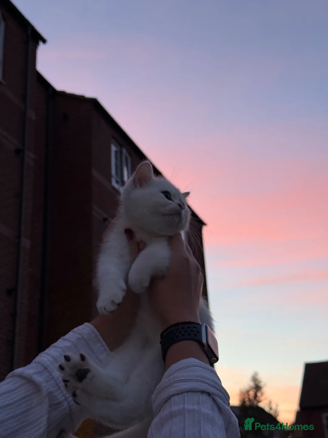 British Shorthair cats for sale: Beautiful British Shorthair Boy Looking new family - Advert 2