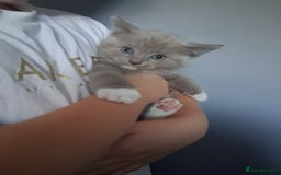 British Shorthair cats for sale: Adorable British short hair Kittens  - Image 9
