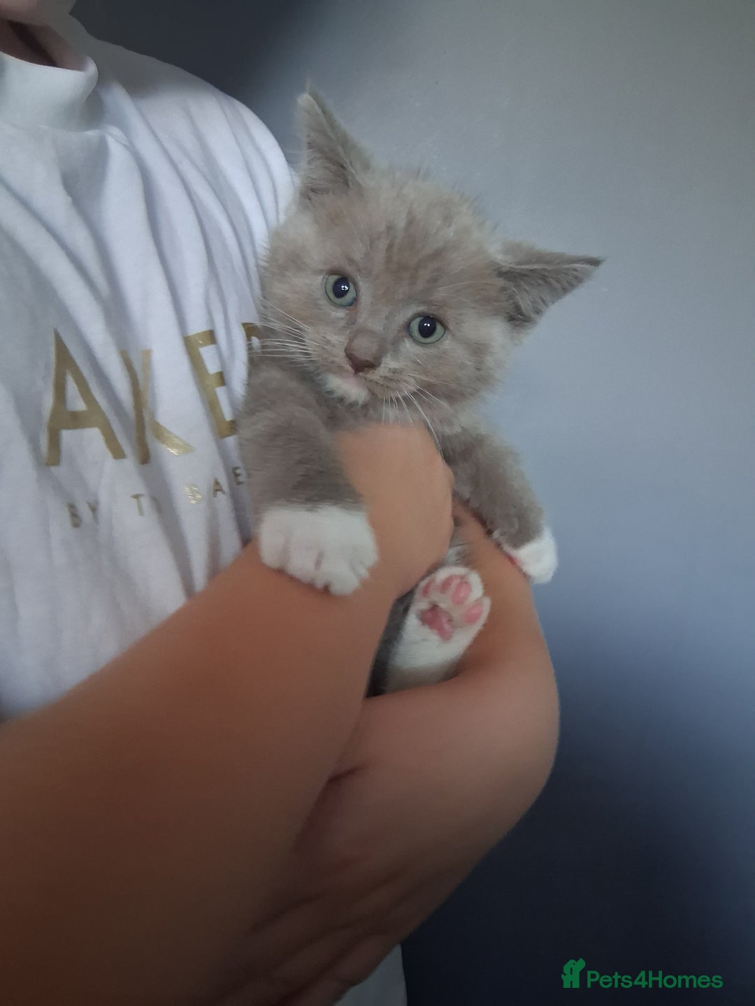 British Shorthair cats for sale: Adorable British short hair Kittens  - Image 9