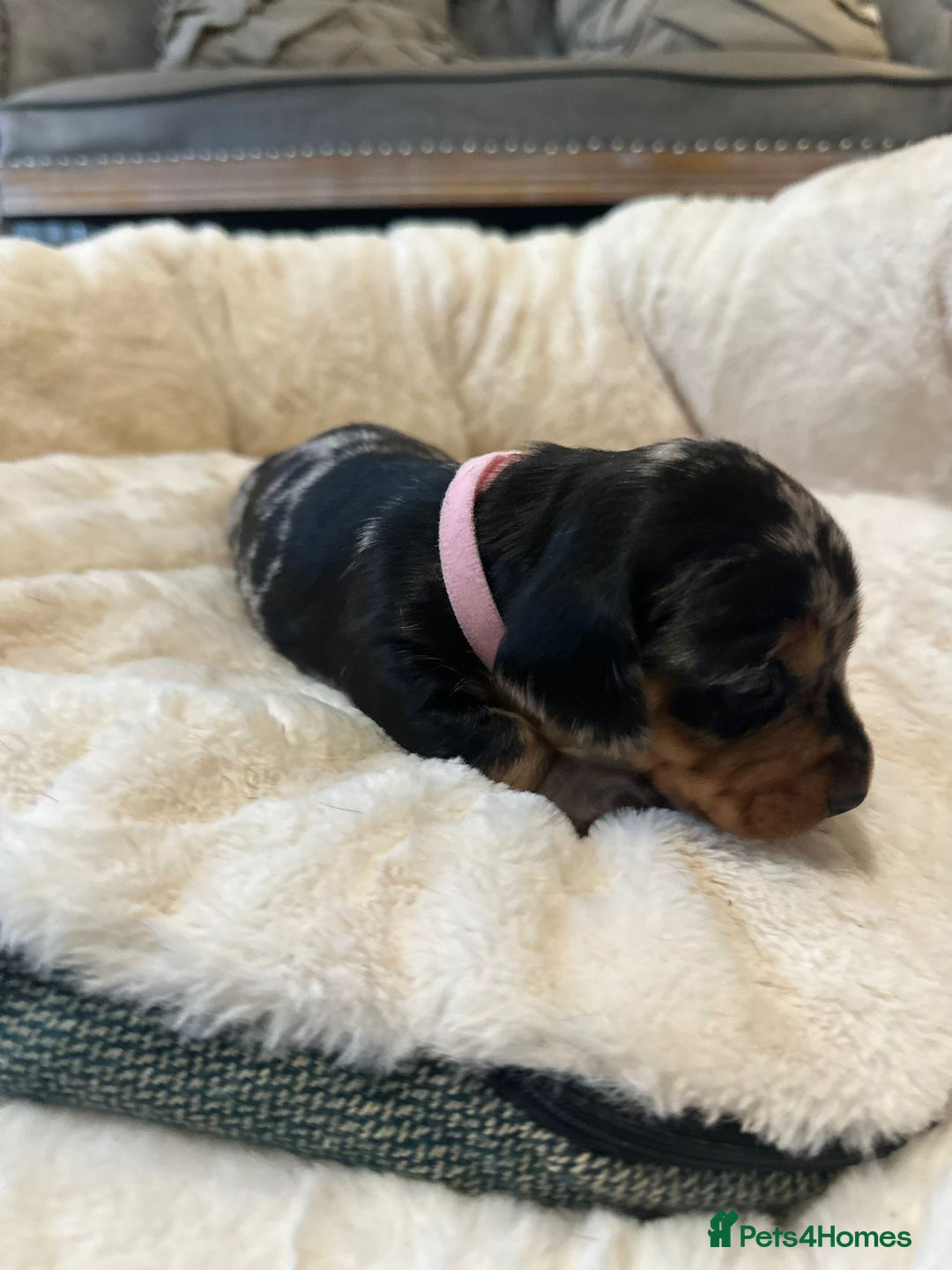 Miniature Dachshund dogs for sale: Miniature Dachshund Puppies - Advert 15