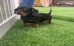 Miniature Dachshund dogs for sale: 4 adorable miniature dachshund puppies  - Image 34