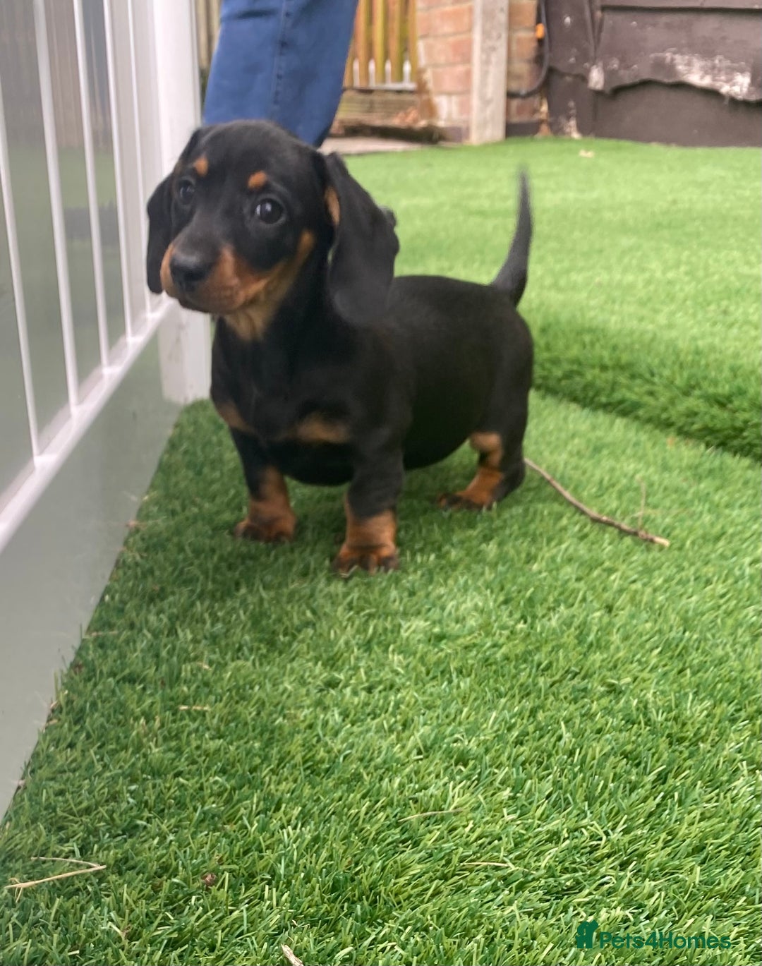 Miniature Dachshund dogs for sale: 4 adorable miniature dachshund puppies  - Image 34