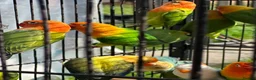 Lovebirds birds for sale: Lovebirds  - Advert 10
