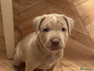 Mastiff dogs Neapolitan x Cane Corso Mix - Advert 2