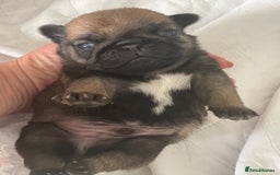 Pug dogs for sale:  Deep apricot multi champion pedigree pug puppies  in Bolton - Image 20