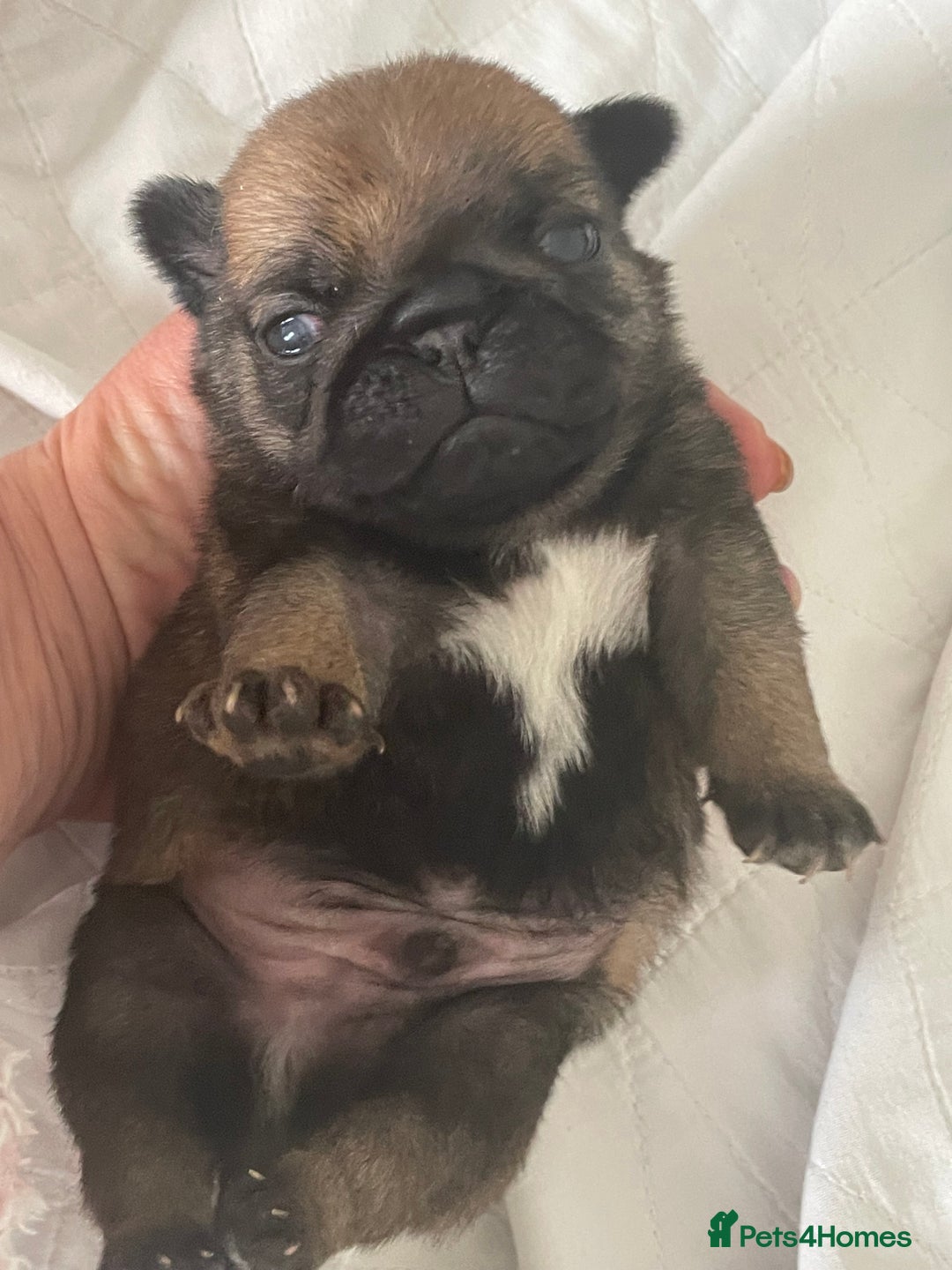 Pug dogs for sale:  Deep apricot multi champion pedigree pug puppies  in Bolton - Image 20
