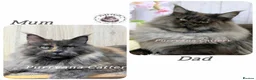 Maine Coon cats for sale: TICA registered Maine coon kittens  - Advert 8