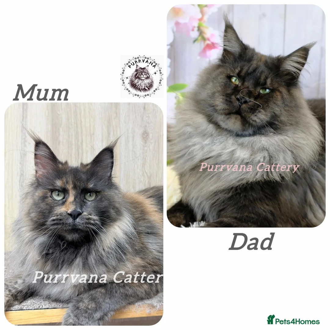 Maine Coon cats for sale: TICA registered Maine coon kittens  - Advert 8