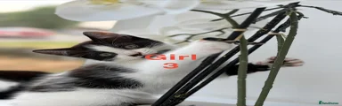 Mixed Breed Kitten 3