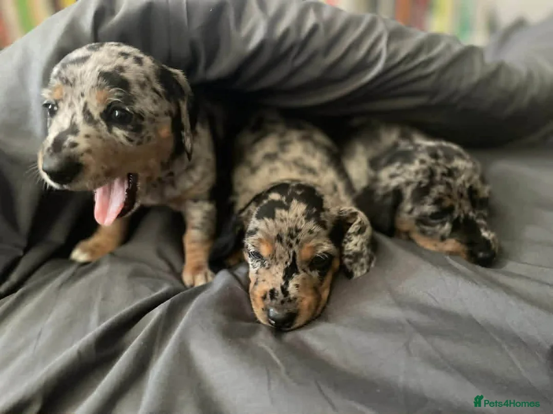 Dachshund dogs for sale: Dachshund puppies - Advert 3