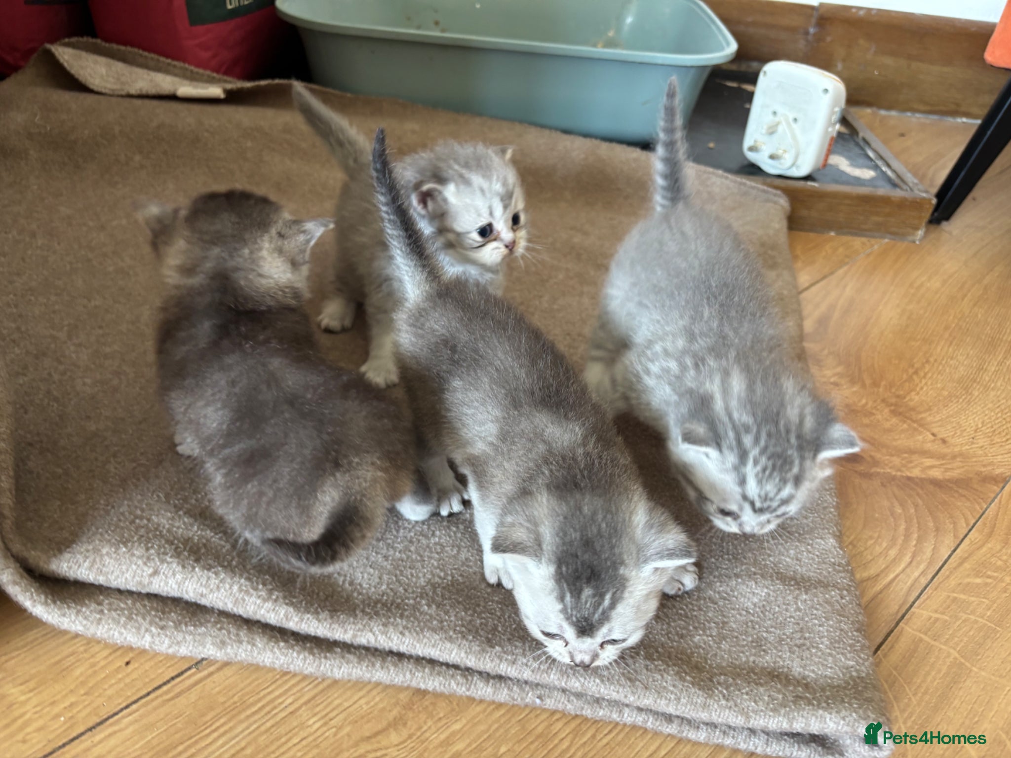 British Shorthair cats for sale: Beautiful family of stunning BSH and Blue - Advert 12