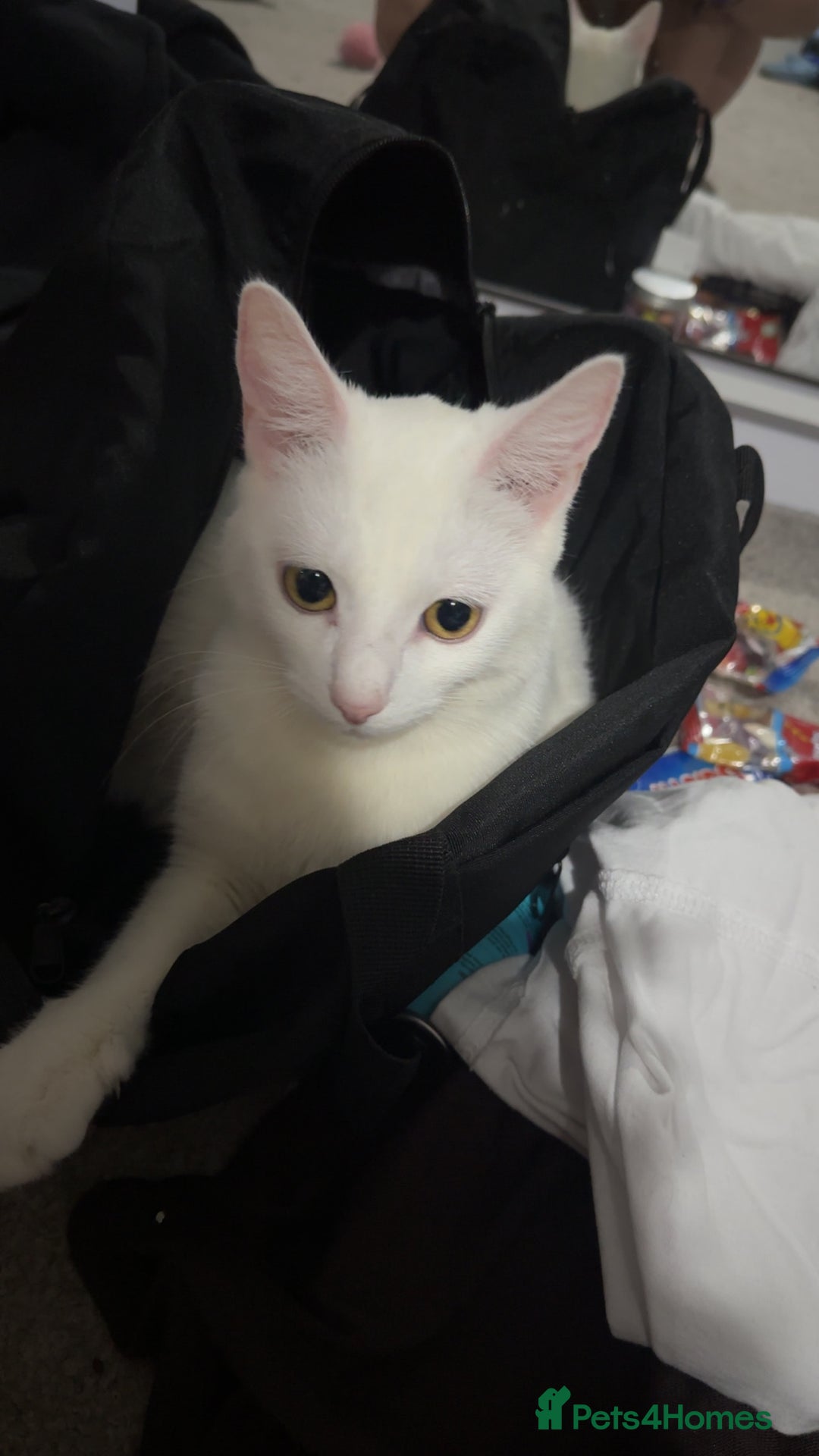 Turkish Van cats for sale: Kittens  - Advert 10