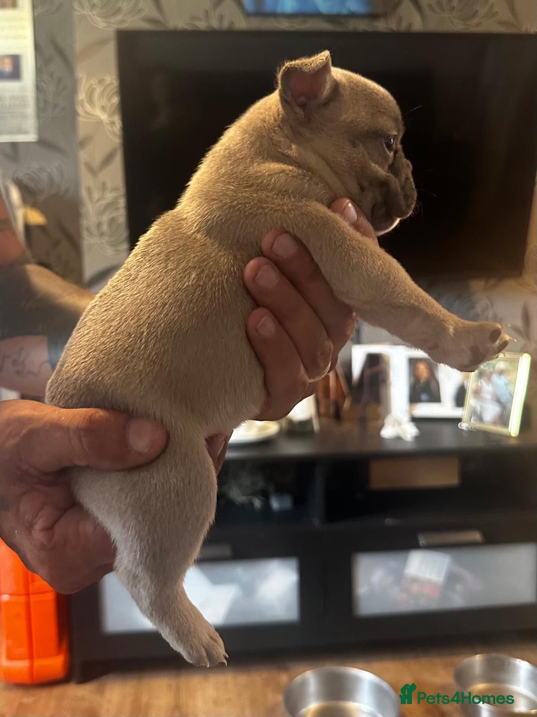 French Bulldog dogs for sale: 2 x French Bulldog Puppies (1 Boy & 1 Girl) - Image 4