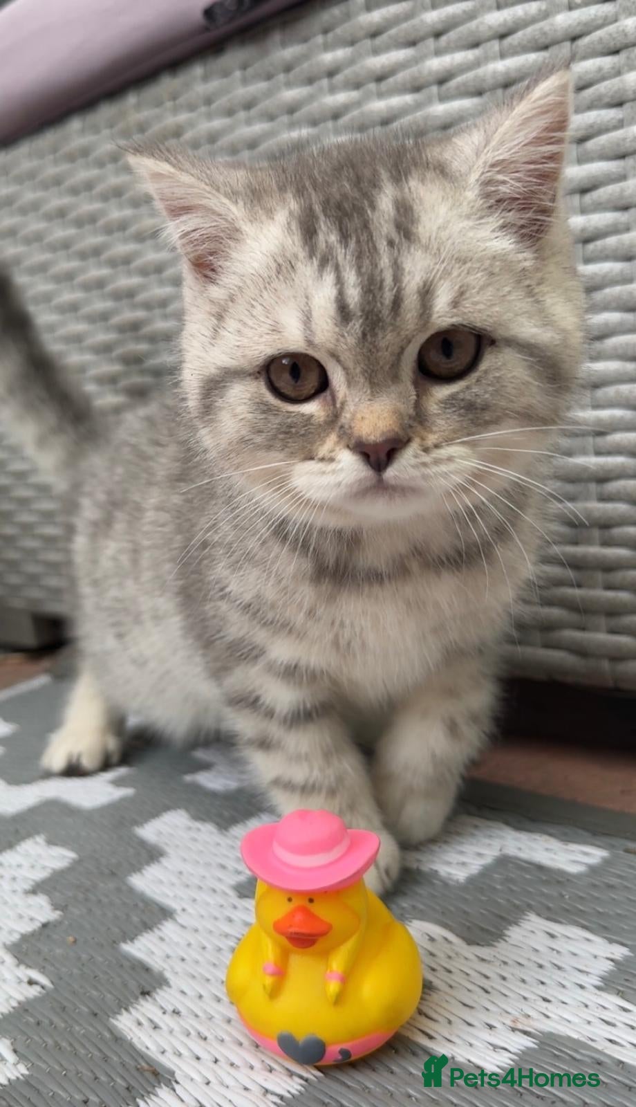 British Shorthair cats NEW GCCF British Shorthair Silver Tipped Kittens - Advert 2