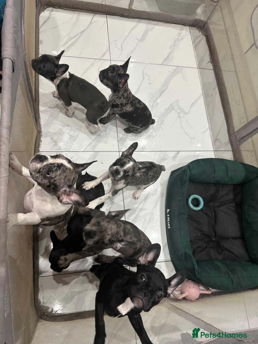 French Bulldog dogs for sale: French Bulldog Puppies for sale  - Advert 3