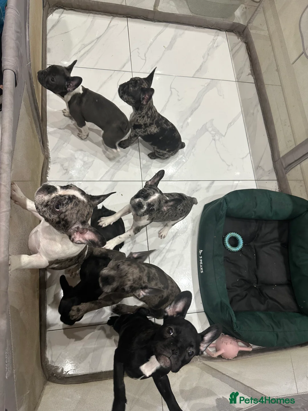 French Bulldog dogs for sale: French Bulldog Puppies for sale  - Advert 3