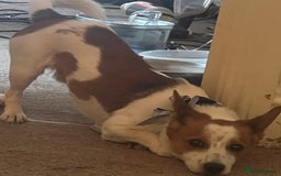 Jack Russell dogs for sale: Toby  - Image 3