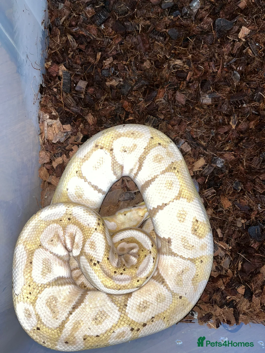 Python Snake reptiles for sale: 3 ball pythons need rehoming. FREE - Advert 2