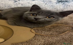 British Shorthair cats for sale: Cute male British shorthair for sale  - Image 1