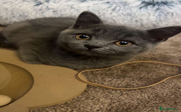 British Shorthair cats - Advert 1