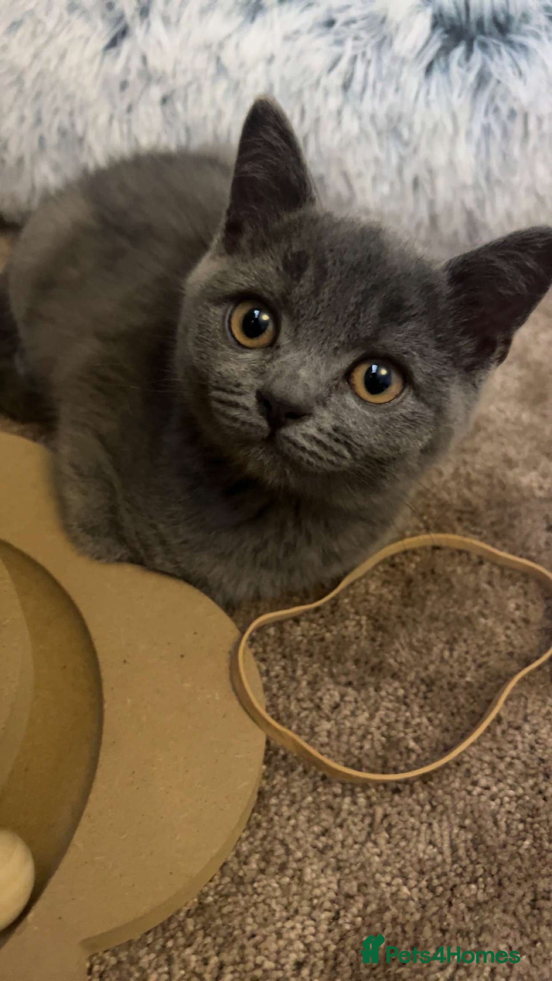 British Shorthair cats for sale: Cute male British shorthair for sale  - Image 1