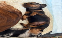 Miniature Dachshund dogs for sale: Family-Raised Miniature Long Haired Doxie Puppies - Image 8