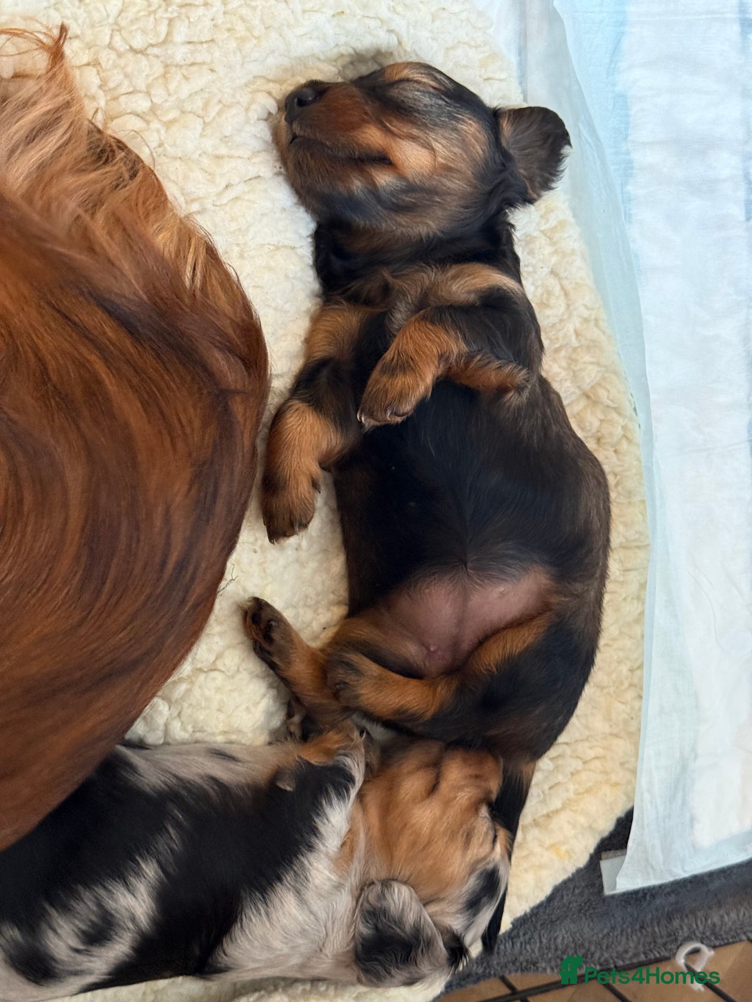 Miniature Dachshund dogs for sale: Family-Raised Miniature Long Haired Doxie Puppies - Image 8