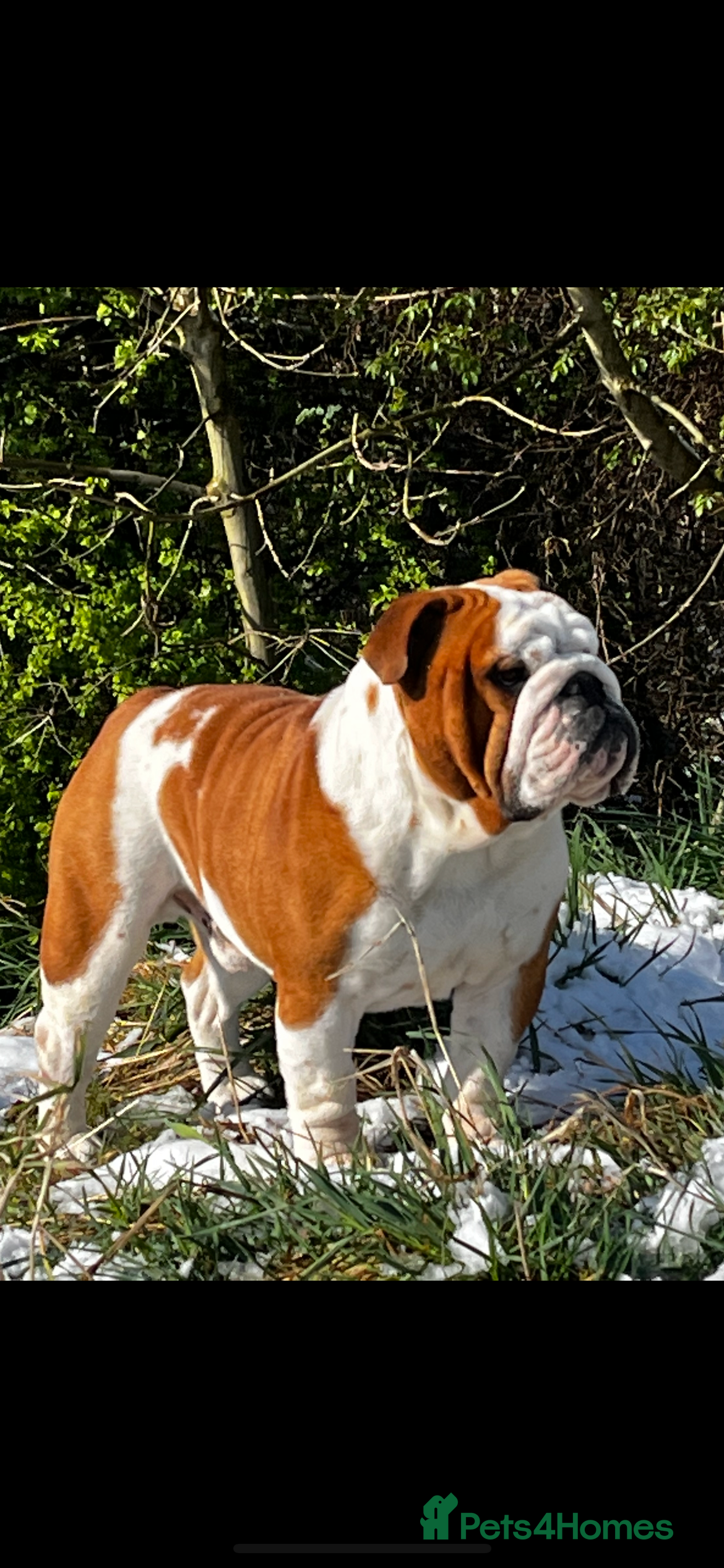 English Bulldog dogs UK CHAMPION 🏆 health tested.  in Bradford - Advert 14